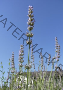 Garten - alle Lavendel 32