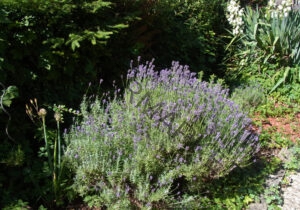 Garten - alle Lavendel 31