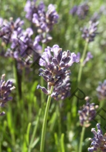 Garten - alle Lavendel 42