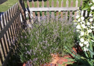 Garten - alle Lavendel 51