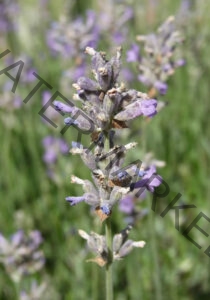 Garten - alle Lavendel 52