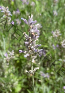 Garten - alle Lavendel 62