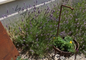 Garten - alle Lavendel 71