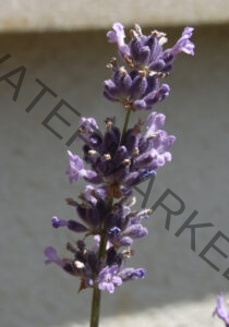 Garten - alle Lavendel 72