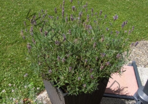 Garten - alle Lavendel 81