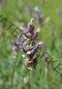Garten - alle Lavendel 82