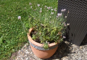 Garten - alle Lavendel 91