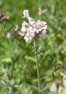 Garten - alle Lavendel 92