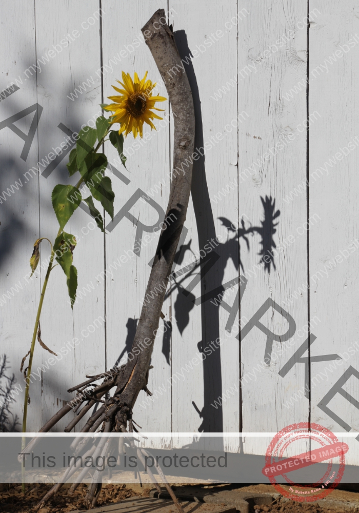 meine Sonnenblumen 2018 - 01