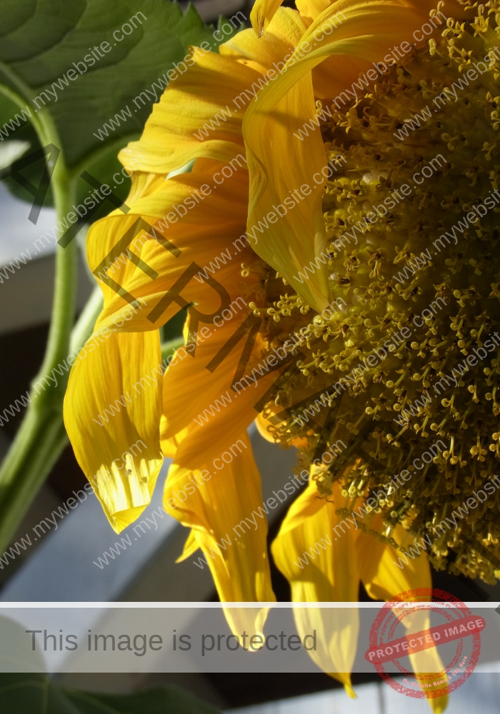 meine Sonnenblumen 2018 - 02