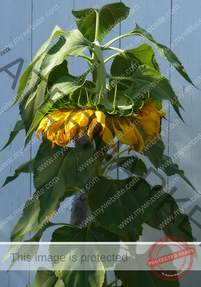 meine Sonnenblumen 2018 - 03
