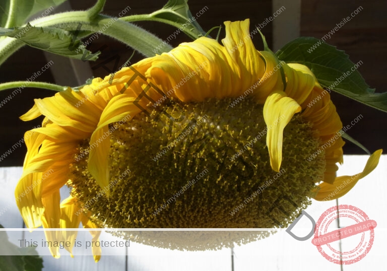 meine Sonnenblumen 2018 - 12