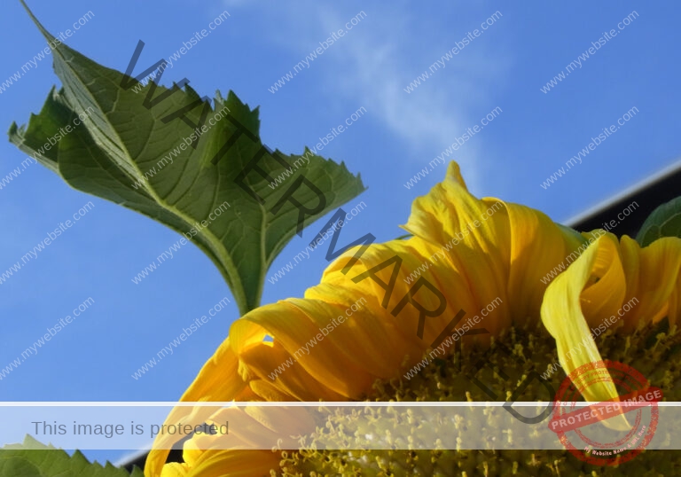 meine Sonnenblumen 2018 - 13