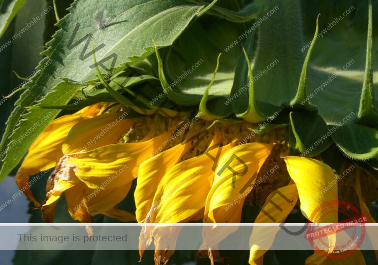 meine Sonnenblumen 2018 - 14
