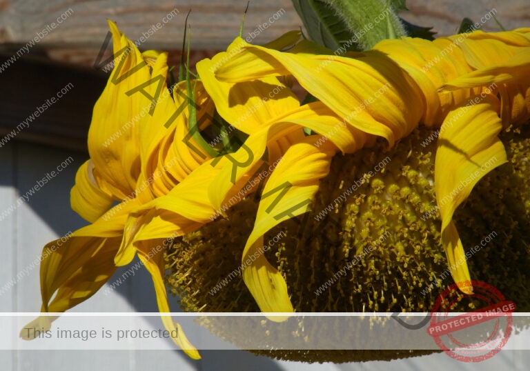 meine Sonnenblumen 2018 - 15