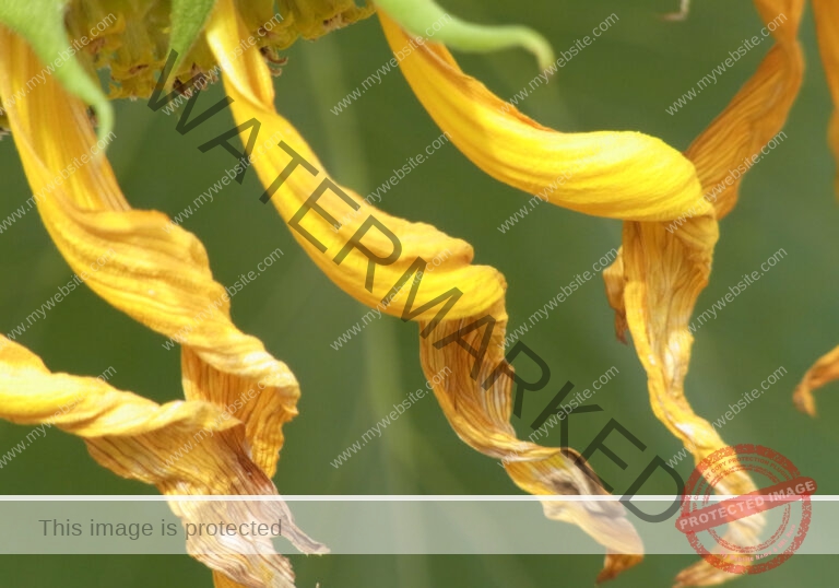meine Sonnenblumen 2018 - 18