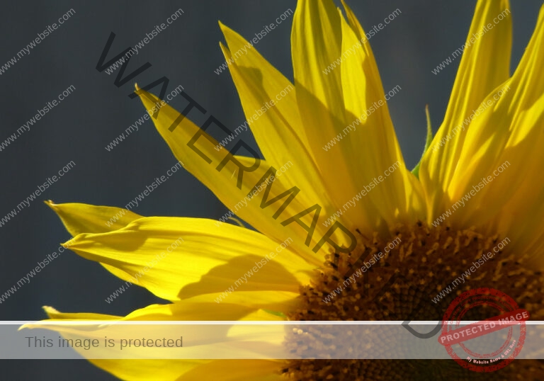 meine Sonnenblumen 2018 - 19