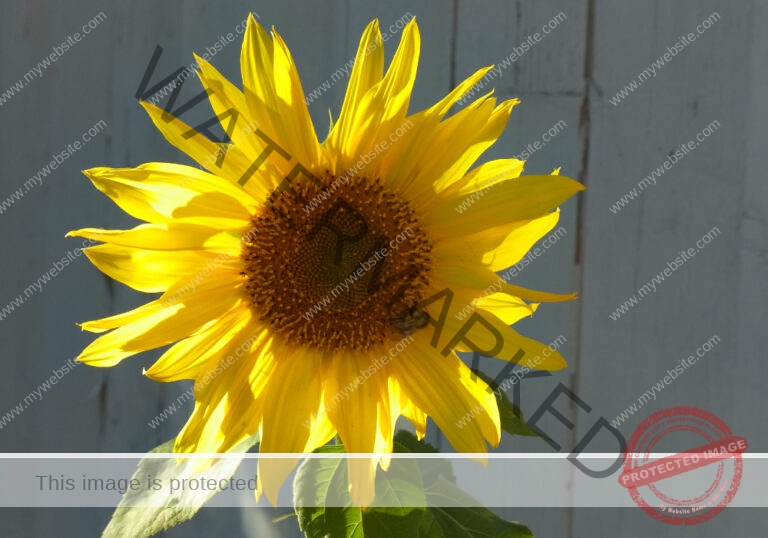 meine Sonnenblumen 2018 - 20