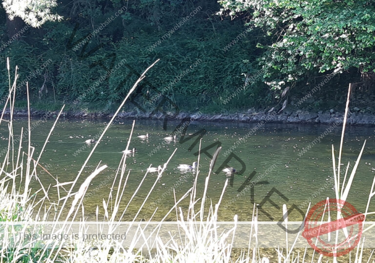 udNeckar - 17.07.2022 - 04