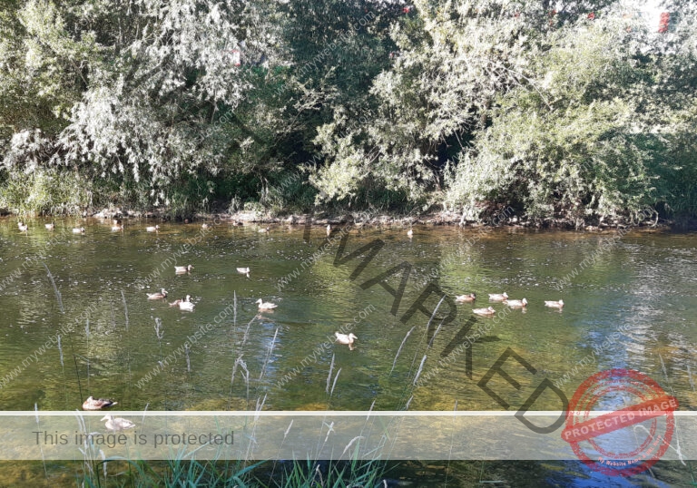 udNeckar - 17.07.2022 - 07