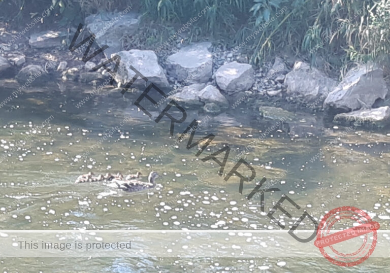 udNeckar - 17.07.2022 - 12