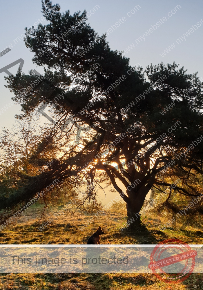 was für ein riesen Baum
