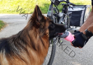 Eyka im Fahrradanhänger 16