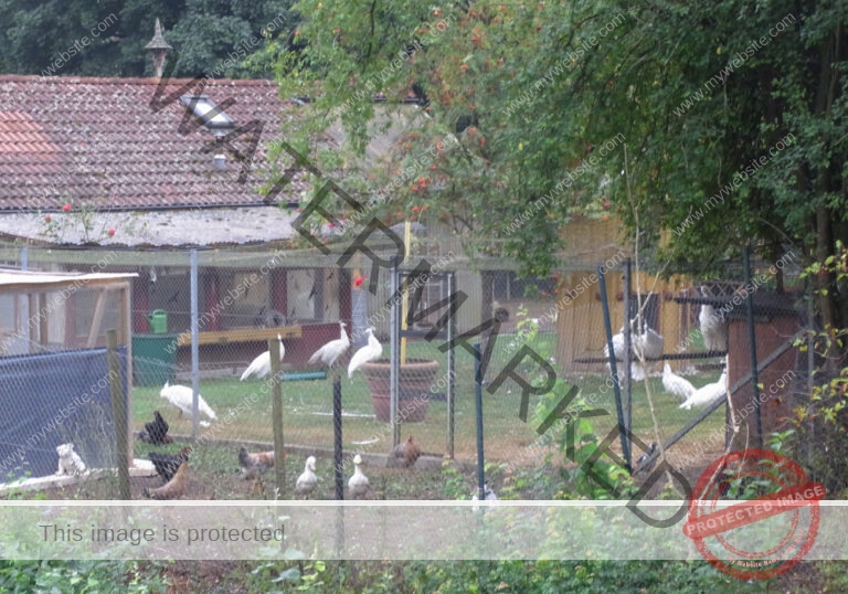 udNeckar 004