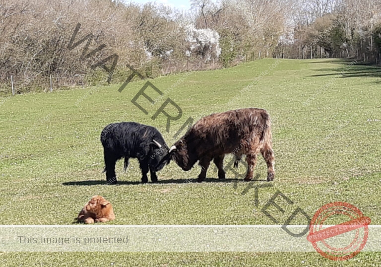 LB Galloways 14