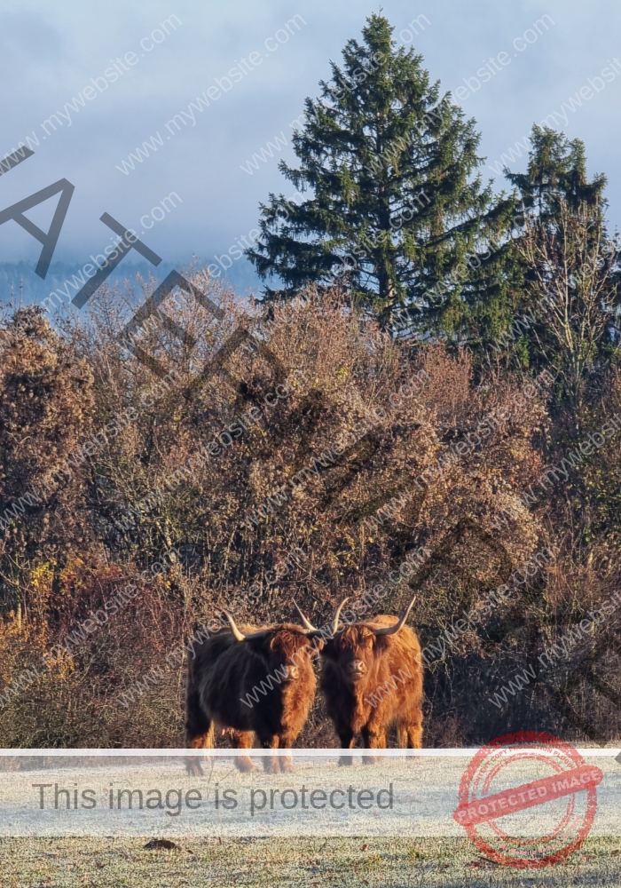 LB Galloways 17