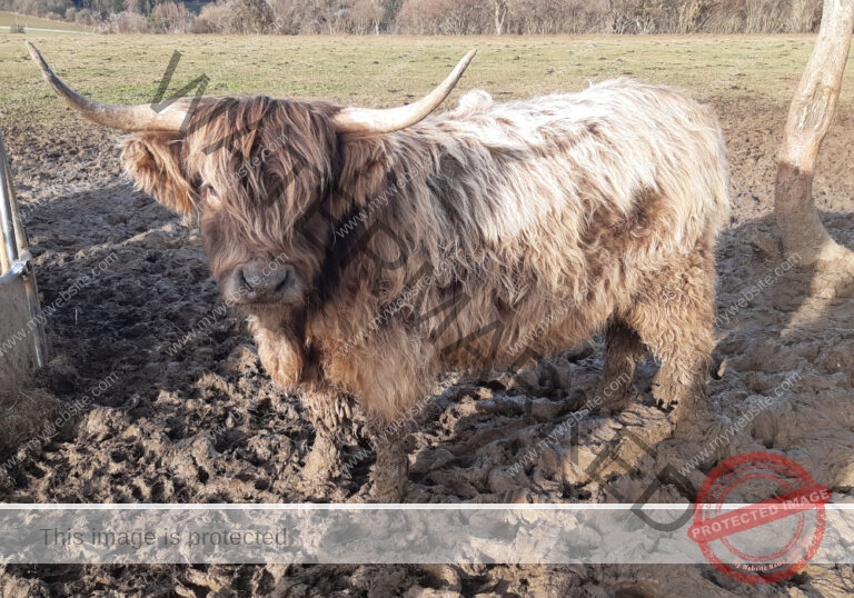 LB Galloways 19