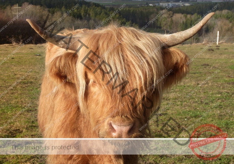 LB Galloways 21