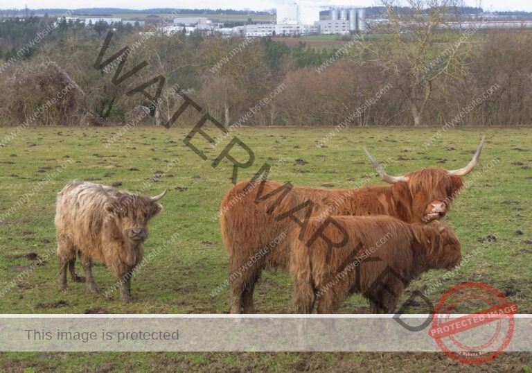 LB Galloways 23