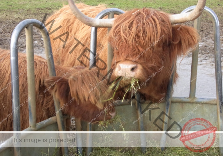LB Galloways 25