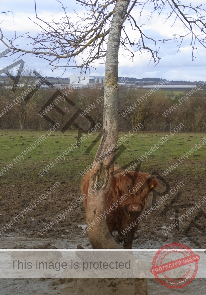 LB Galloways 26