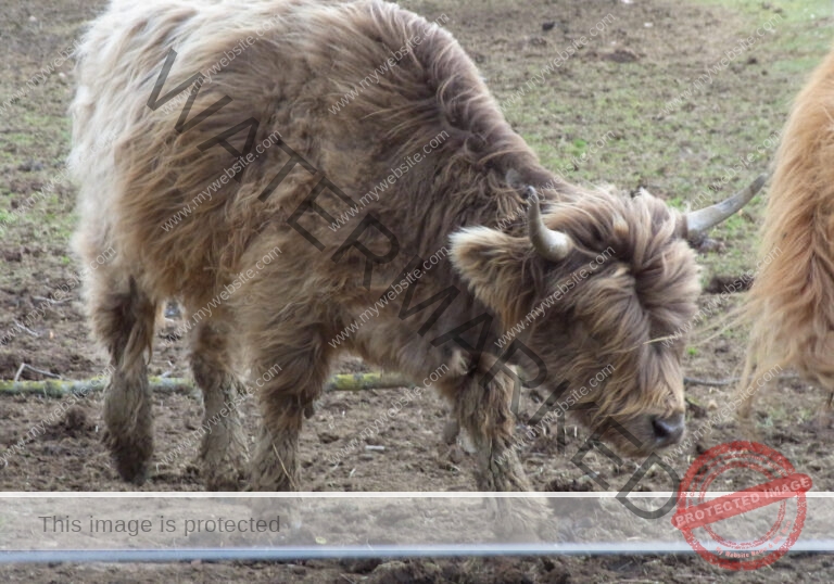 LB Galloways 28