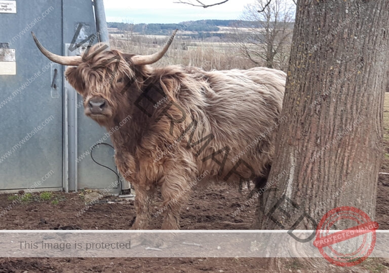 LB Galloways 29