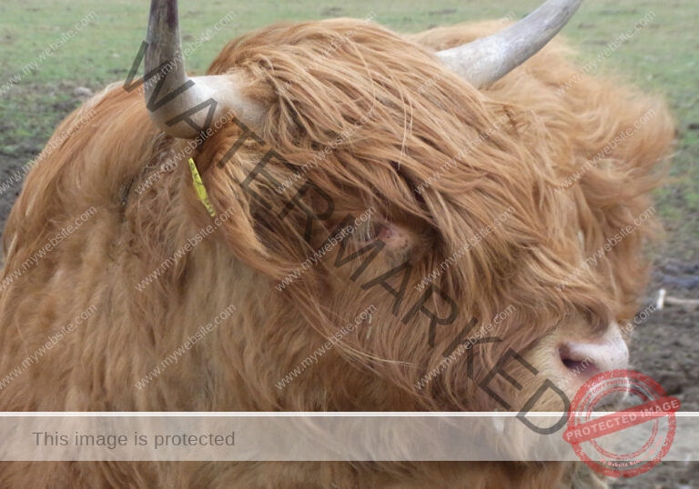 LB Galloways 30