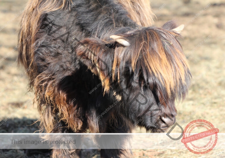 LB Galloways 34
