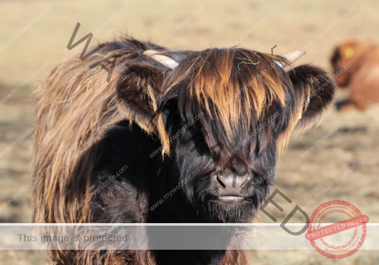 LB Galloways 35