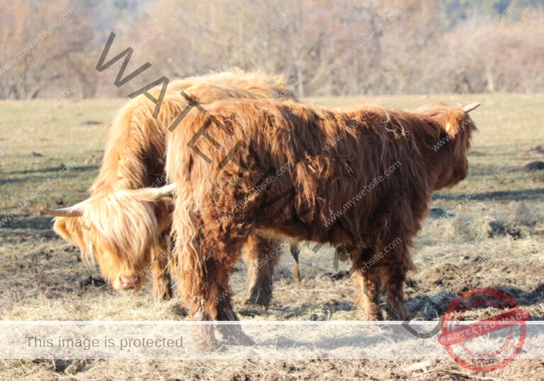 LB Galloways 36
