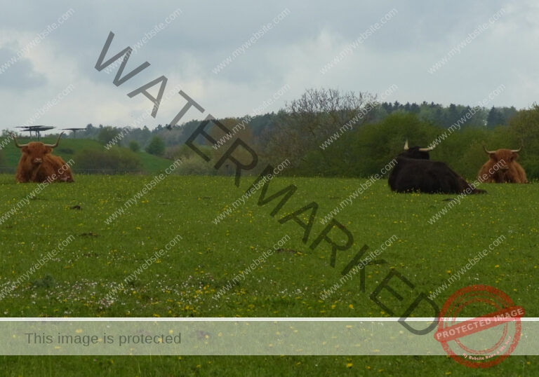 LB Galloways 37