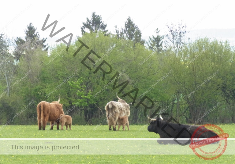 LB Galloways 42