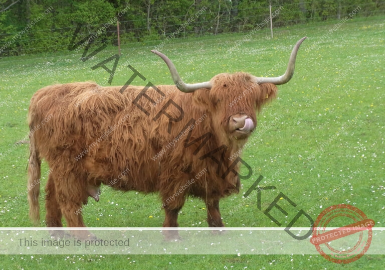 LB Galloways 43