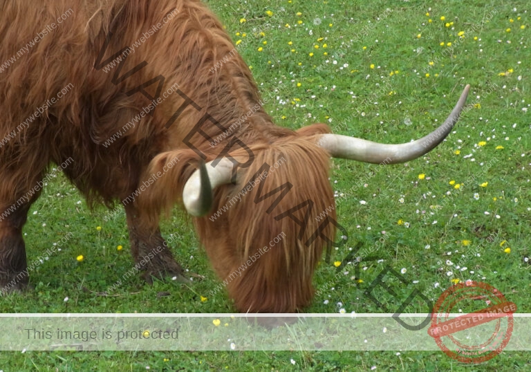 LB Galloways 44