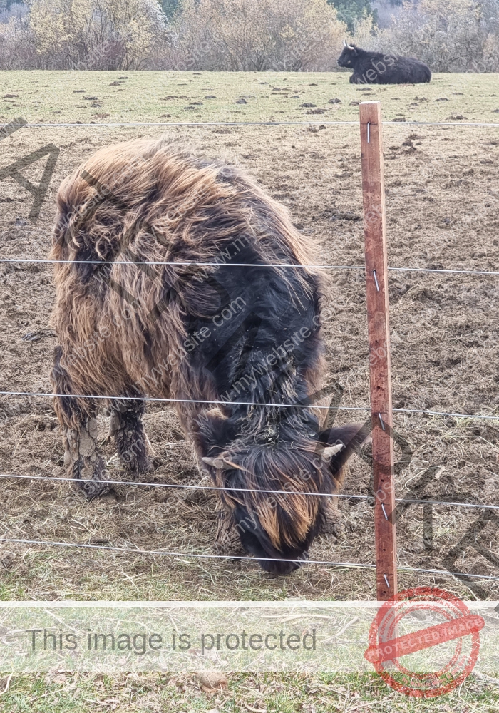 LB Galloways 45
