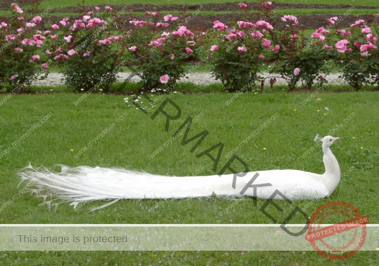 LB Tiere 004