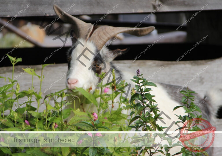 LB Tiere 011