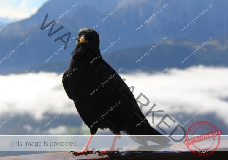 LB Tiere 012