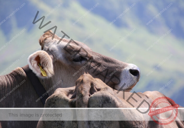 LB Tiere 023
